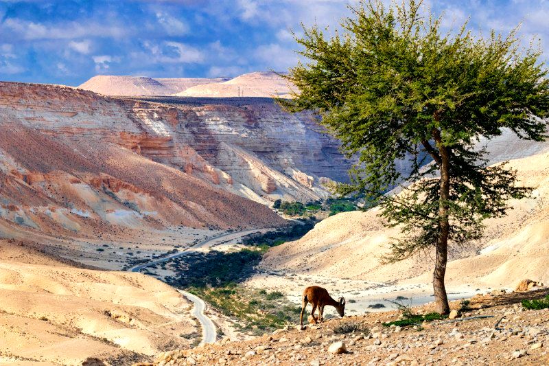 סיורי באג'י במדבר הנגב סיורי באג'י במדבר הנגב